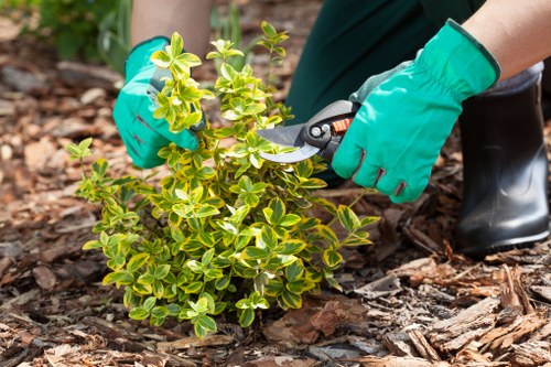 Seasonal hedge maintenance in Primrose Hill