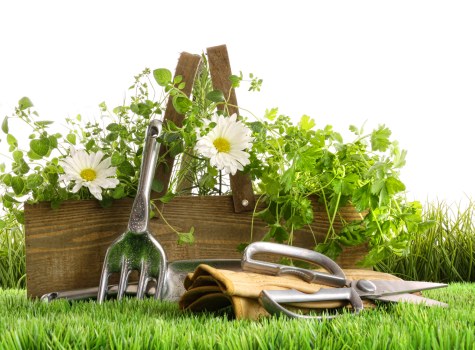 Primrose Hill gardening services supporting hedges, borders, and healthy lawns