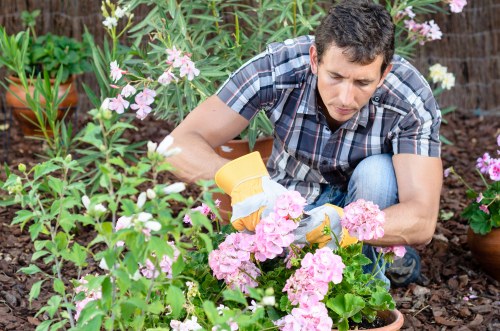 Professional garden maintenance in Primrose Hill with planting and lawn care