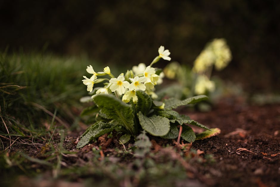Urgent gardeners Primrose Hill same day help for difficult access